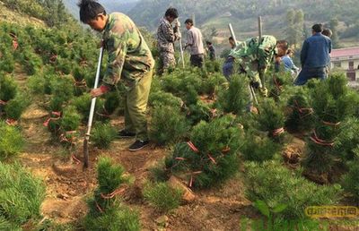 春季苗木移栽要警惕這些問(wèn)題!