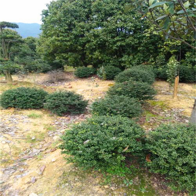 供應(yīng)龜甲冬青 河南龜甲冬青報(bào)價(jià) 常綠型苗木綠籬苗 灌叢