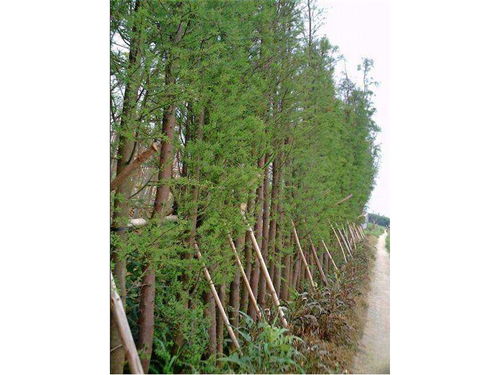 湖南苗木種植基地在選苗應(yīng)注意哪些問(wèn)題