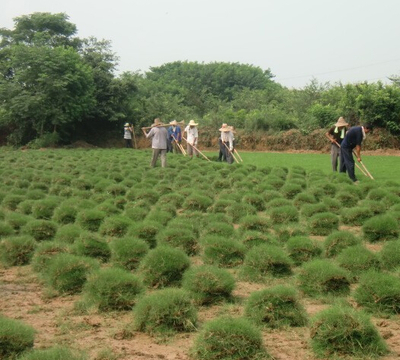 農(nóng)村創(chuàng)業(yè)首選 小苗木鋪就致富路