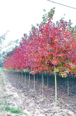 霜葉紅于二月花