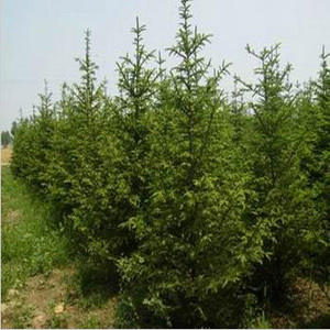 【供甘肅云杉樹苗和蘭州云杉苗廠家直銷】價格,廠家,圖片,榆中興隆苗木種植專業合作社-中國行業信息網