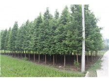 產品展示 南縣鴻亨苗木種植專業合作社