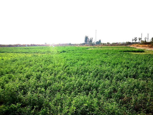 濱海區 科技植綠鹽堿灘 四季青翠滿家園