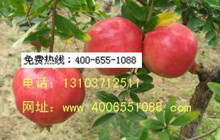 石榴苗|石榴苗木種植點亮致富新路_農副產品_世界工廠網