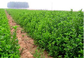 山東泰安大葉黃楊圖片|山東泰安大葉黃楊產品圖片由泰安嘉祺苗木種植銷售公司生產提供-