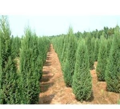 大連綠化苗木苗圃聯系方式