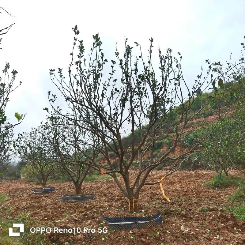 叢生香泡樣板苗品質(zhì)#苗木種植基地