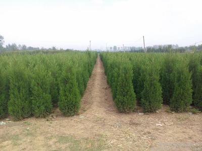 村民跟風種植苗木,種植多年賣不掉,還不如種莊稼,這是啥原因呢