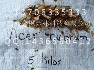 供應(yīng)進(jìn)口美國(guó)紅楓種子到貨|美國(guó)紅楓種植管理技術(shù)|美國(guó)紅改良紅楓苗木出售|新到美國(guó)紅楓種子_傳媒、廣電_世界工廠網(wǎng)中國(guó)產(chǎn)品信息庫(kù)