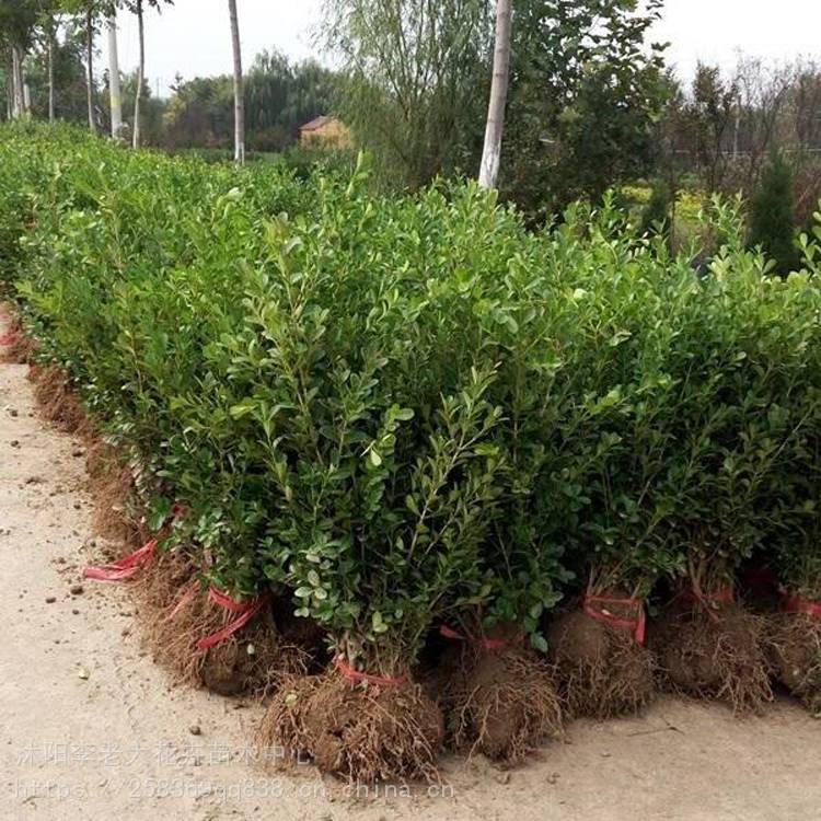 瓜子黃楊苗 瓜子黃楊價(jià)格 瓜子黃楊苗圃直銷 李老大