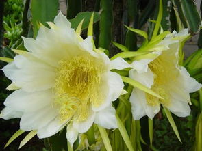 這是云南什么花聽說(shuō)接出果實(shí)還很好吃