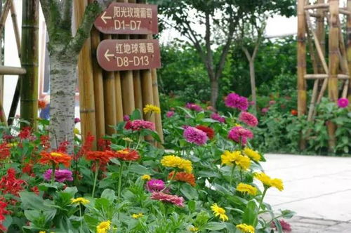 點(diǎn)進(jìn)來(lái),送你美人指葡萄