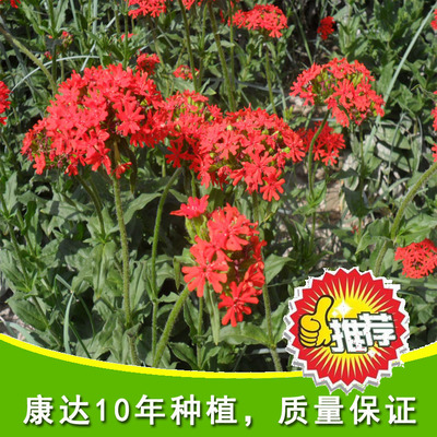 大花剪秋蘿 剪秋蘿花卉種子 景觀花海 容易栽培 耐寒圖片_高清圖_細(xì)節(jié)圖-酒泉康達(dá)農(nóng)副產(chǎn)品專業(yè)合作社