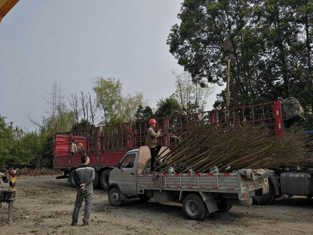 苗木種植反季節(jié)施工方案_修剪