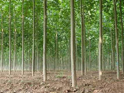 精品推薦 鄆城縣昊源苗木種植場