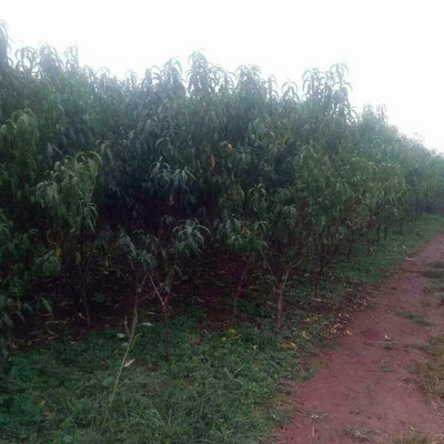 風味皇后桃小苗種植基地風味皇后桃樹苗直徑2公分