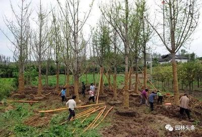 苗木采購中的關鍵技巧,教你做個精明的苗木人!