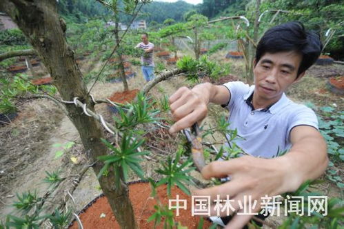 安福花木產品暢銷