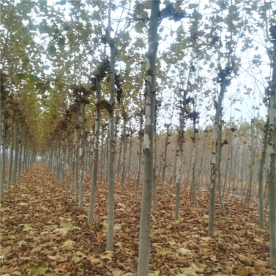 各種綠化苗木速生法桐圖片_高清圖_細節圖-泰安高新區北集坡鑫澤苗木銷售中心