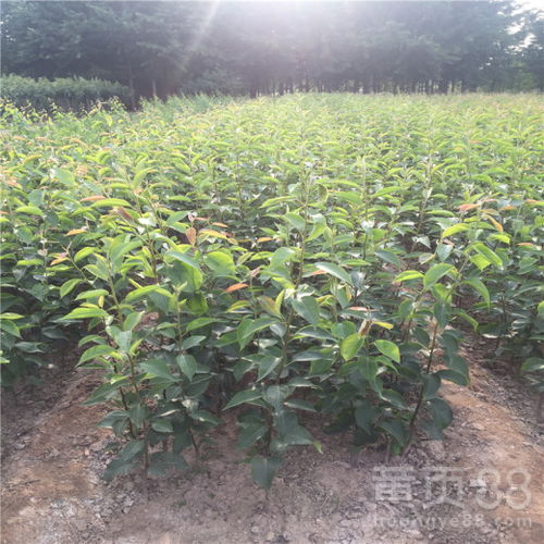 【新品種豐水梨樹苗出售價格、豐水梨樹苗種植基地】- 