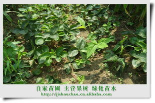 供應批發草莓苗山東泰安苗木草莓種苗指導價 供應批發草莓苗山東泰安苗木草莓種苗廠商 供應批發草莓苗山東泰安苗木草莓種苗廠商 圖 盡在農苗網 季守超