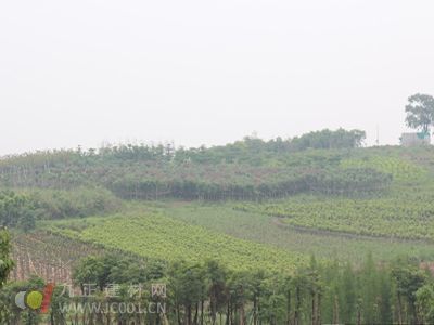 十里花廊初成形 苗木種植成規(guī)模