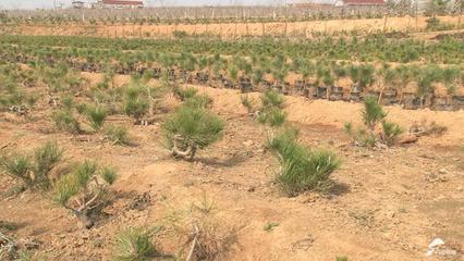 小盆景成了“聚寶盆”！黑松育苗第一村迎發(fā)展新動力