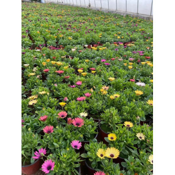 南非萬壽菊種植基地 花卉種植的藝術(shù)與科學(xué)