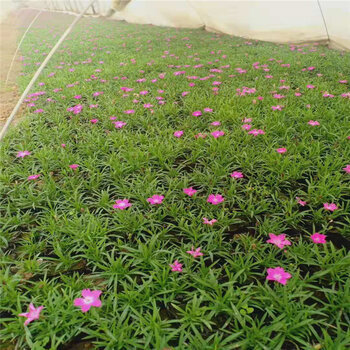 歐石竹栽植方法 打造花園中的亮麗風(fēng)景