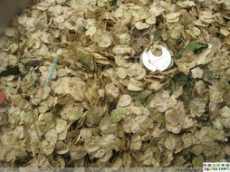 全球最大的網(wǎng)上中藥材市場與苗木種植的前景與挑戰(zhàn)