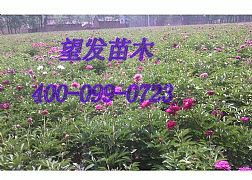 菏澤芍藥批發(fā)價格與可靠生產(chǎn)商——菏澤市望發(fā)苗木種植專業(yè)合作社