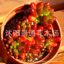 沭陽景通花木場 專注苗木種植，打造綠色生態(tài)產(chǎn)業(yè)