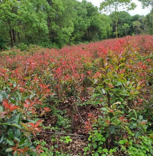 政企聯(lián)動破困局 精準(zhǔn)把脈助苗木產(chǎn)銷