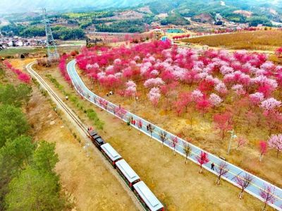 福建十大浪漫櫻花打卡地及苗木種植指南