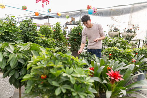 下半年苗木種植 把握商機(jī)，實現(xiàn)收入新突破