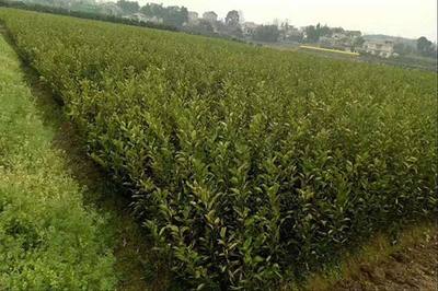 池州烏玖種植方法與苗木批發(fā)指南