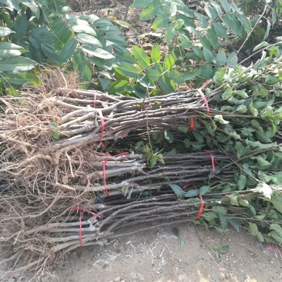 苗木種植 從基礎(chǔ)到實踐