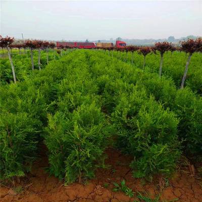 周至側(cè)柏基地 專注耐寒耐旱側(cè)柏與花卉種植的綠化苗木基地