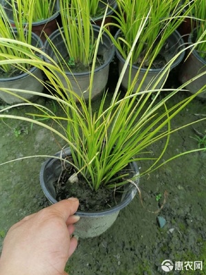 金葉石菖蒲杯苗 優(yōu)質(zhì)地被草蒲葦種植基地直銷