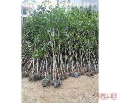 咸寧萬(wàn)桂桂花苗木種植專業(yè)合作社 1-6公分桂花苗木供應(yīng)與價(jià)格指南