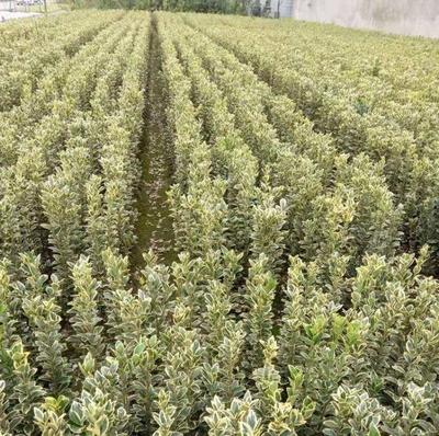 金邊大葉黃楊 產(chǎn)地貨源與苗木種植全解析