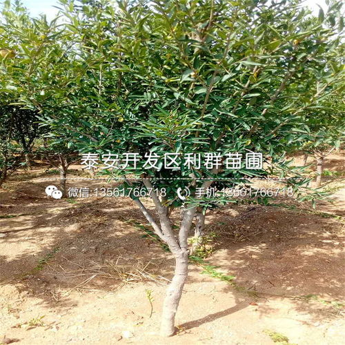 山東泰安石榴樹(shù)苗銷售基地 優(yōu)質(zhì)苗木與專業(yè)種植指南