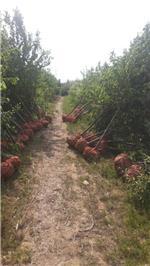 河?xùn)|區(qū)東鵬苗木花卉種植專業(yè)合作社主營(yíng)產(chǎn)品介紹