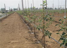 果樹(shù)密植條件下的整形修剪趨勢(shì)與特點(diǎn)及其在花卉種植中的應(yīng)用