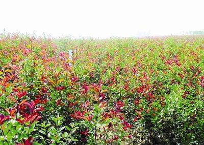 廣州花卉苗木種植基地 綠意盎然的產(chǎn)業(yè)明珠