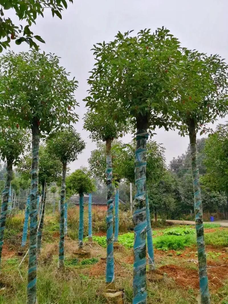 綠恒苗木基地 跨省苗木與花卉種植的專業(yè)典范