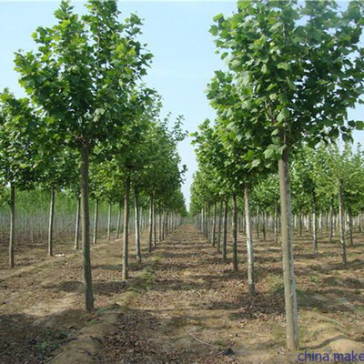 濟(jì)寧市任城區(qū)鴻森苗木種植基地 高品質(zhì)速生法桐行情與細(xì)節(jié)展示