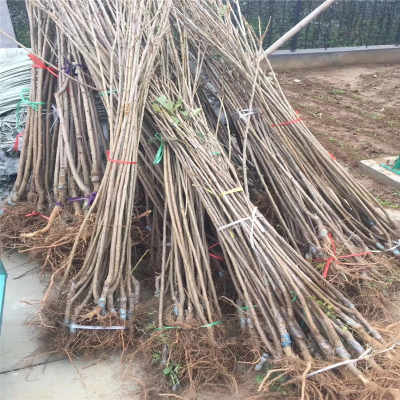 新疆阿勒泰地區(qū)供應(yīng)優(yōu)質(zhì)矮化櫻桃苗與五年先鋒櫻桃苗，助力花卉種植產(chǎn)業(yè)發(fā)展