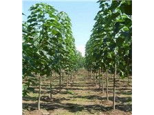 淮陽縣理想苗木種植基地——優(yōu)質(zhì)苗木產(chǎn)品展示